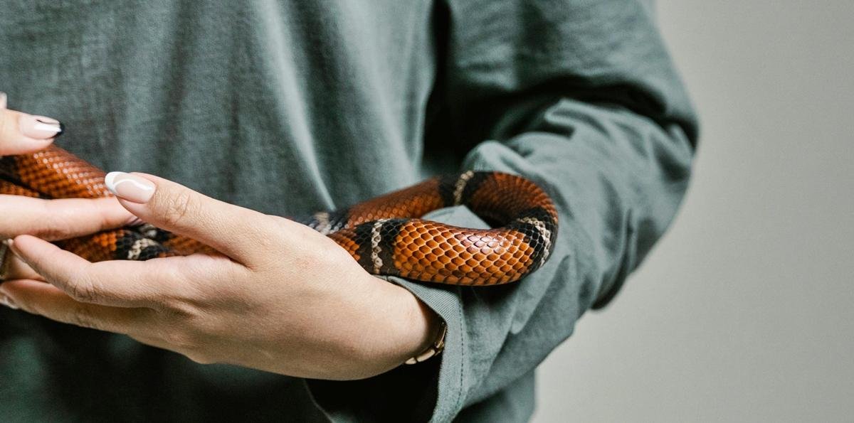 Cobra como pet? Veterinária explica o que é necessário e os riscos
