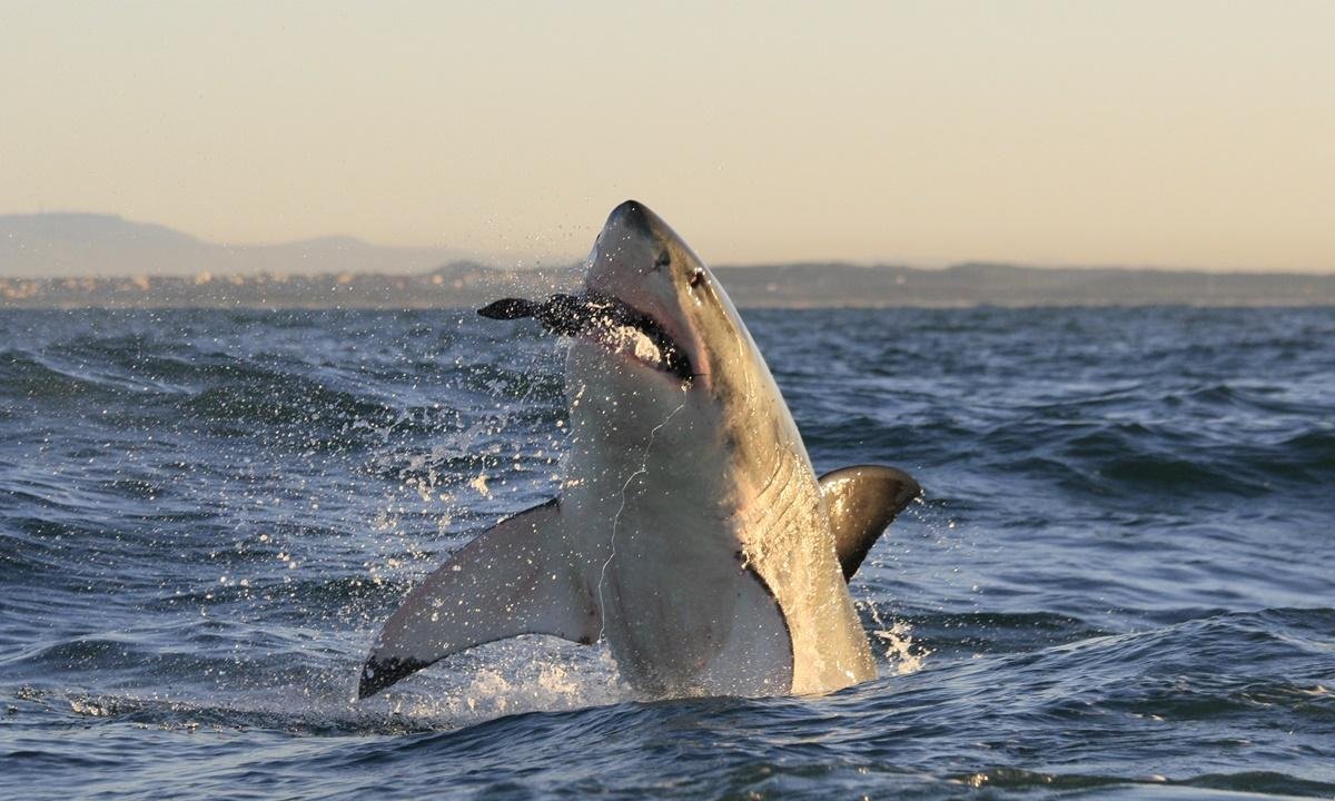 Tubarões-brancos desenvolvem dentes próprios para cortar ossos