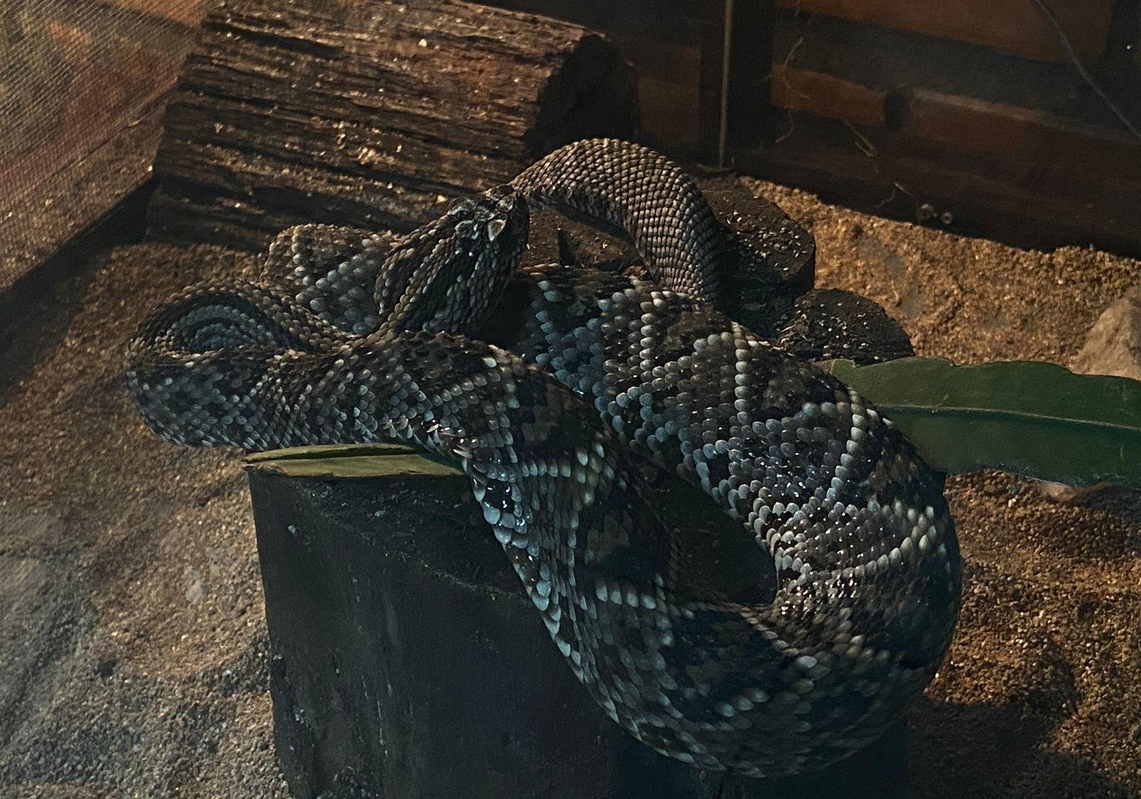 Animais peçonhentos em Manaus: veja bairros com mais ataques | G1