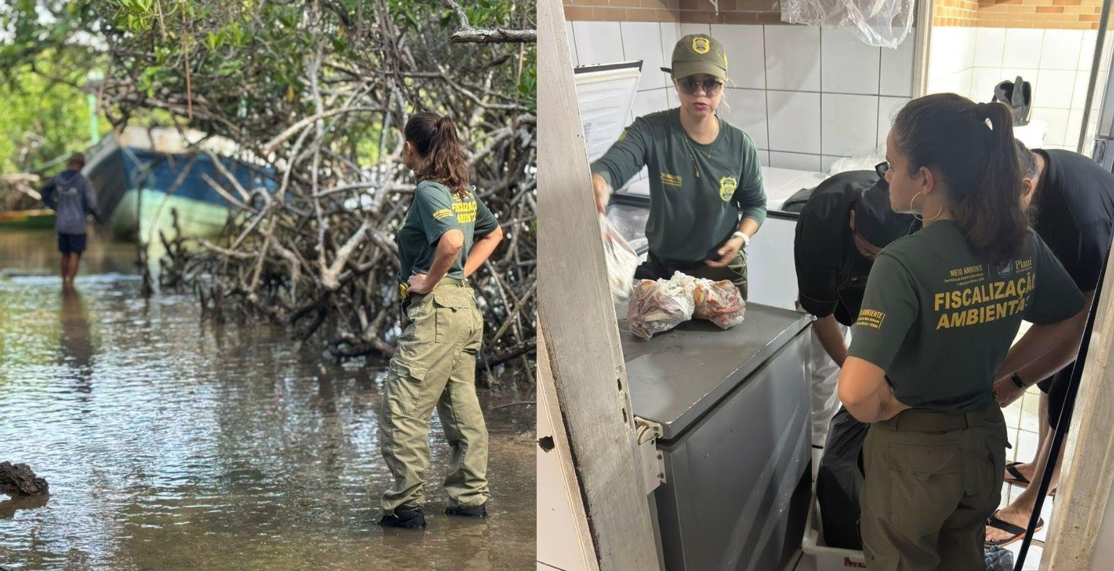 Fiscalização apreende 30 kg de caranguejo-uçá em barraca de praia | G1