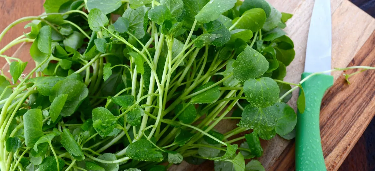 Agrião: o ingrediente subestimado que pode deixar suas receitas mais saudáveis