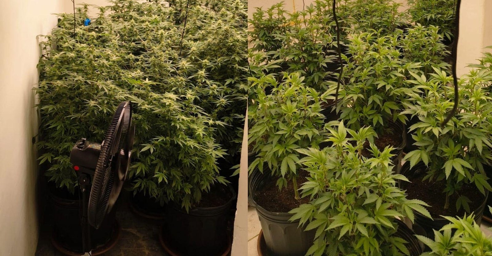 Homens são presos com estufas de maconha dentro de casa em Candeias | G1