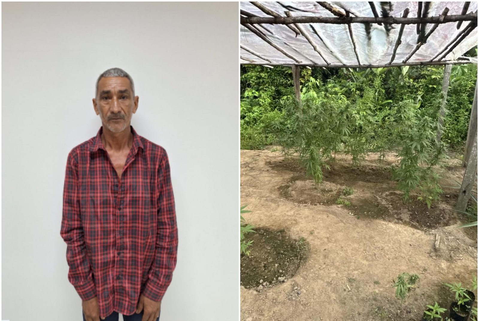 Justiça decreta prisão preventiva de idoso que tinha estufa de maconha | G1