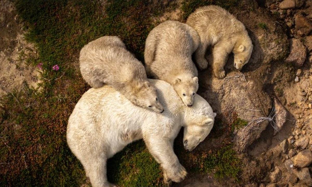 Foto de ursa polar aliviando calor na lama retrata mudanças climáticas