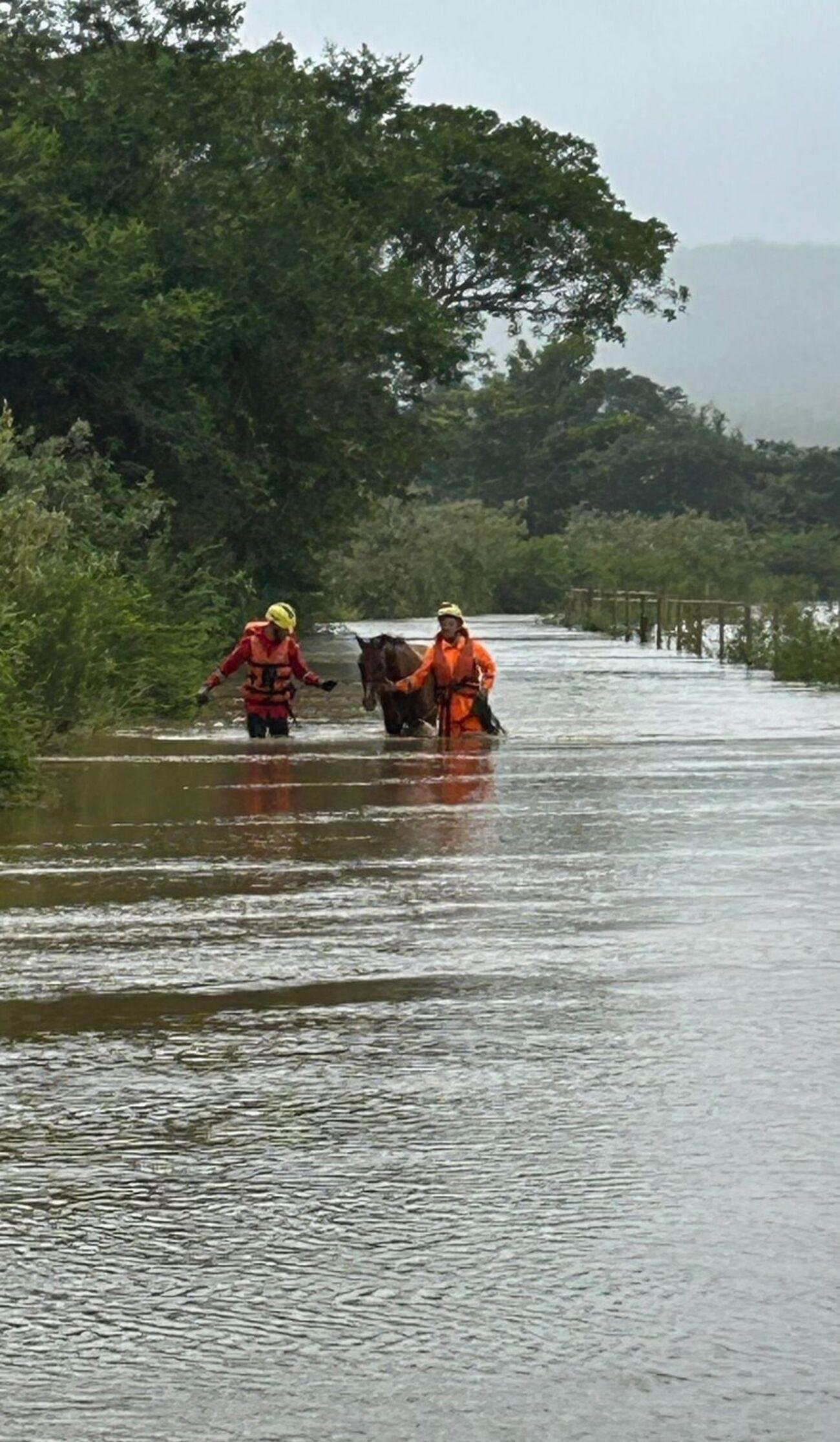 Vídeo mostra Bombeiros andando com água acima dos joelhos para resgatar cavalo ilhado em MG | G1