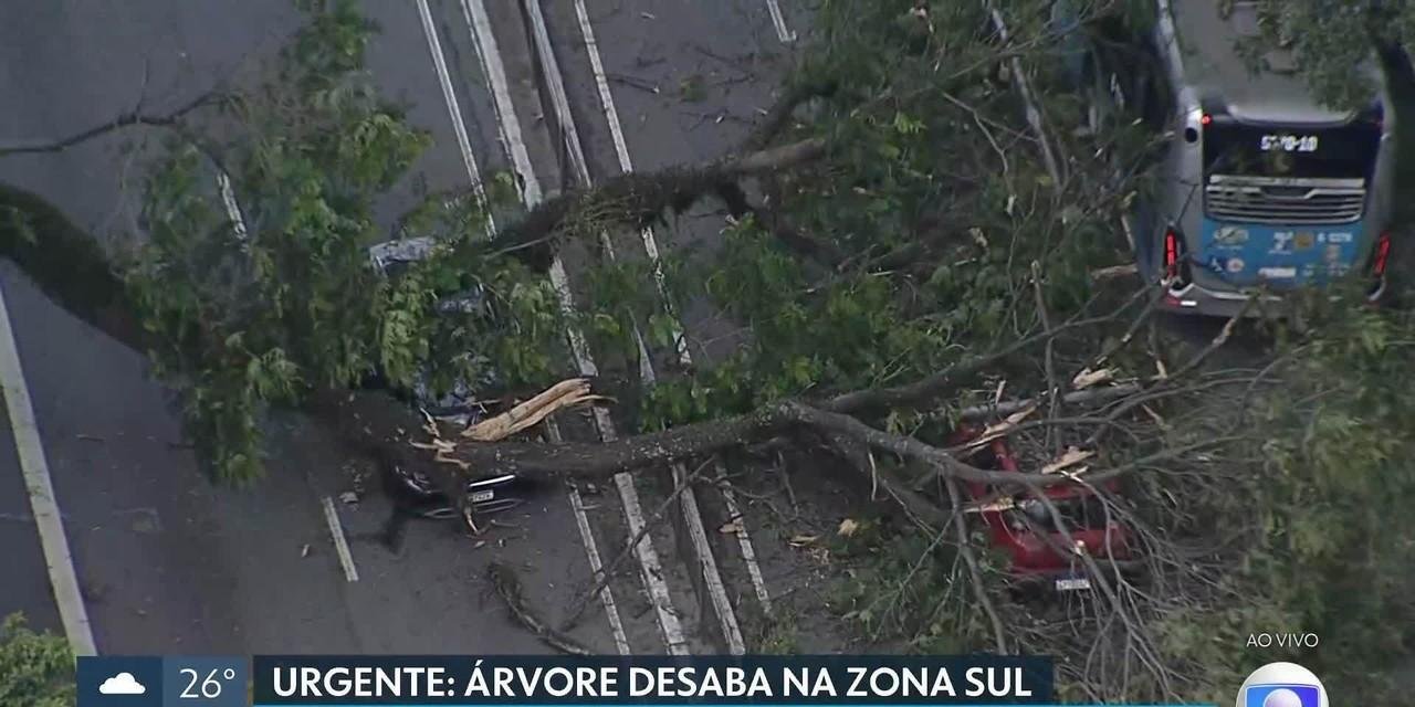 Árvore de grande porte cai em cima de carros e ônibus na Avenida Ibirapuera, Zona Sul de SP, e deixa feridos | G1