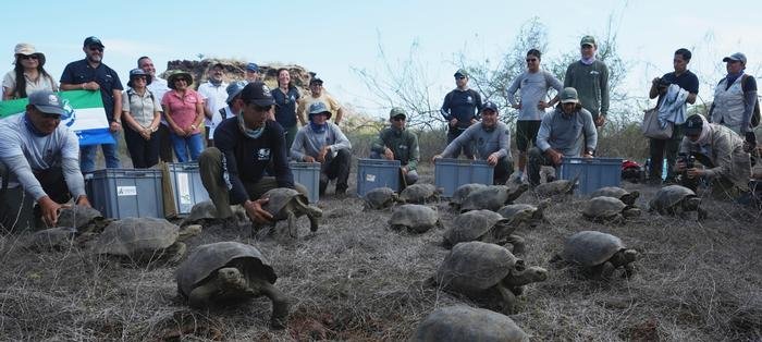 Ilha de Galápagos reintroduz tartarugas‑gigantes após 150 anos