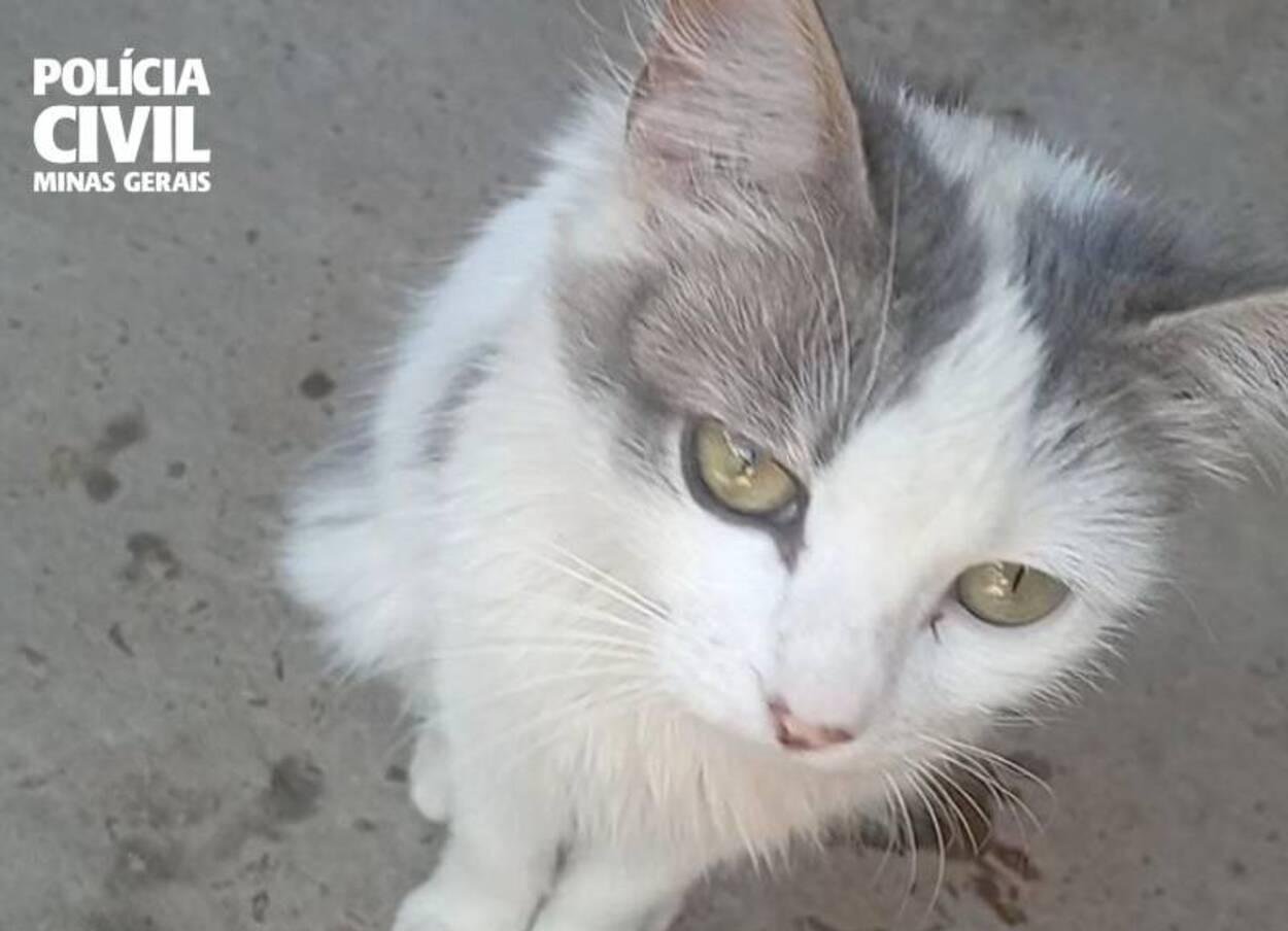 Dois homens são indiciados por tortura e maus-tratos a gata grávida em Taiobeiras; animal morreu | G1