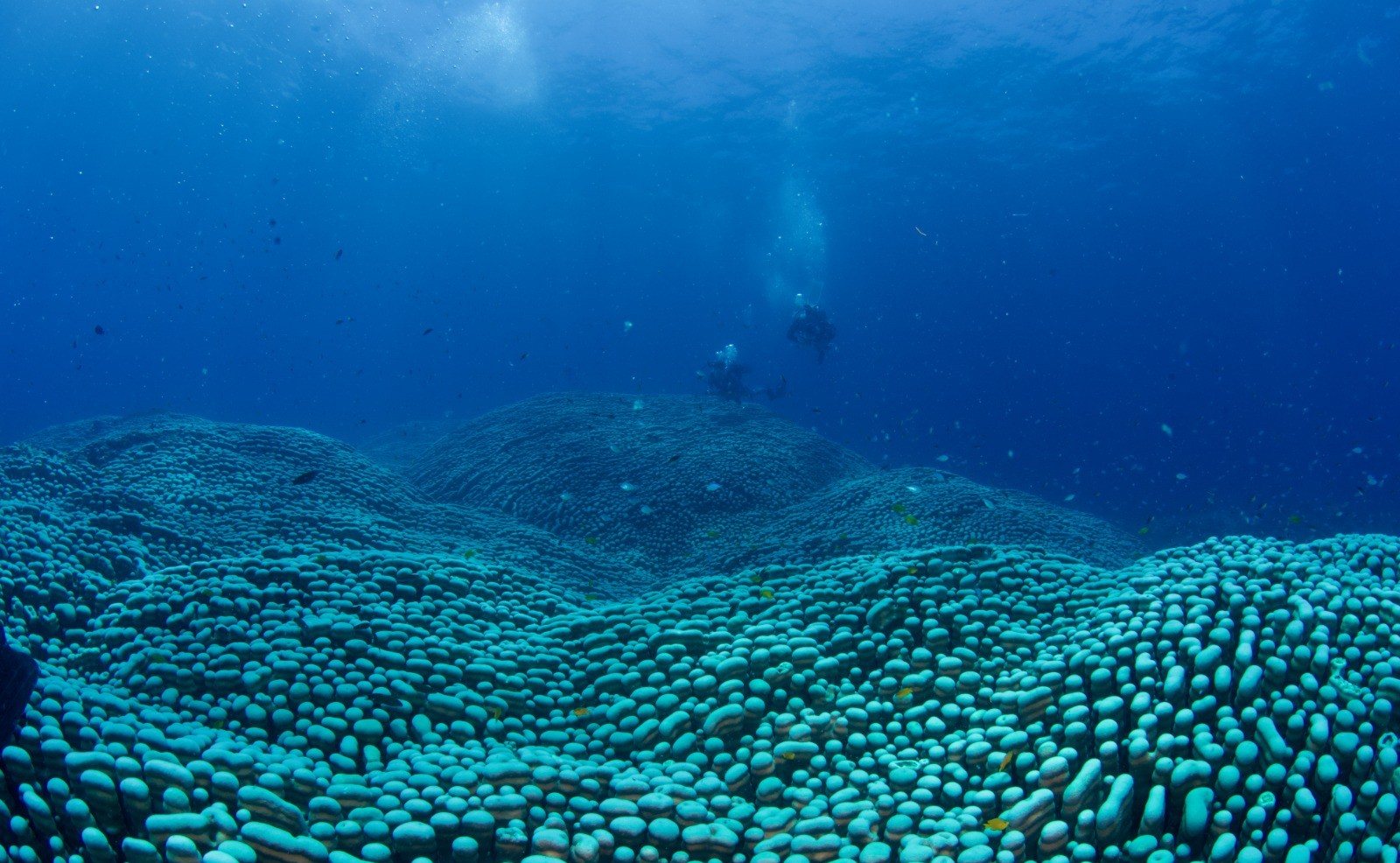 Maior colônia de coral do mundo é descoberta na Austrália por mãe e filha; veja imagens