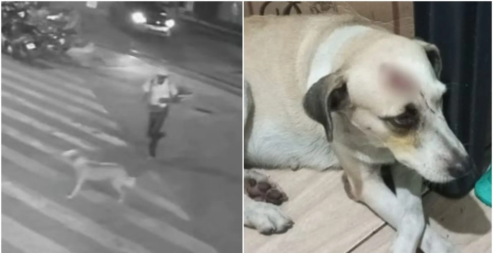 Homem é preso por agredir cadela com paulada e tentar esfaqueá-la | G1