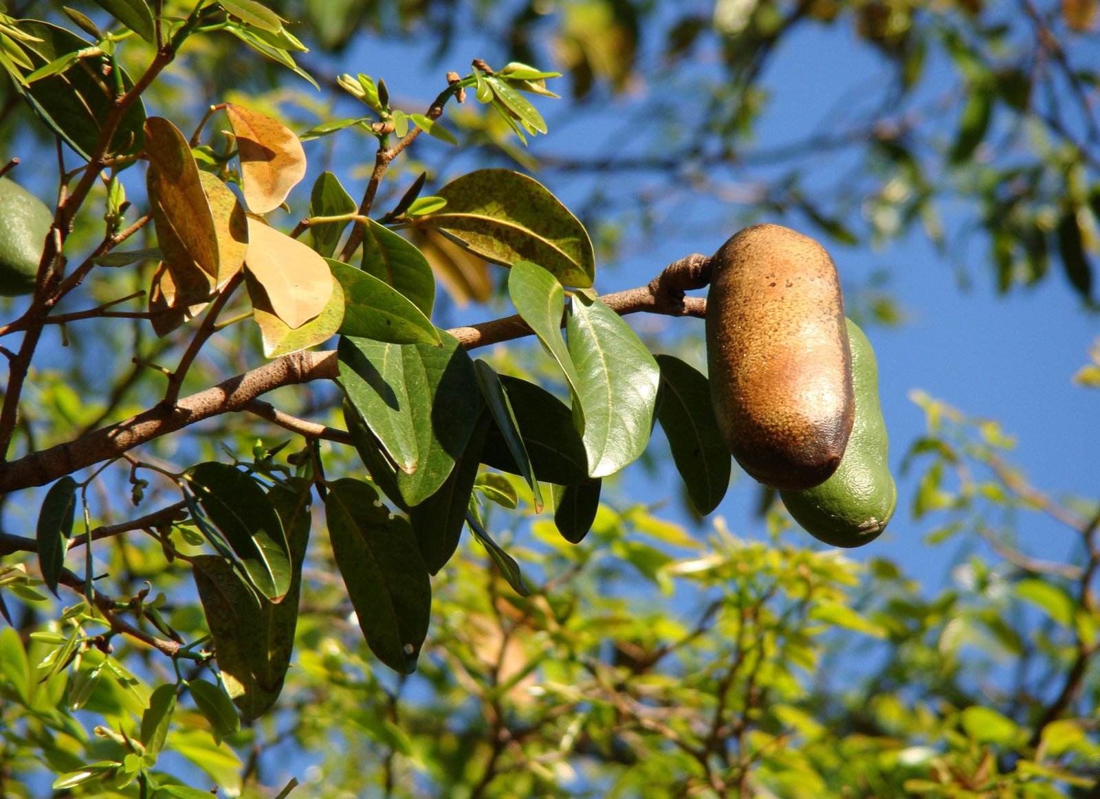 Jatobá se transforma em farinha, licor e até pomada cicatrizante