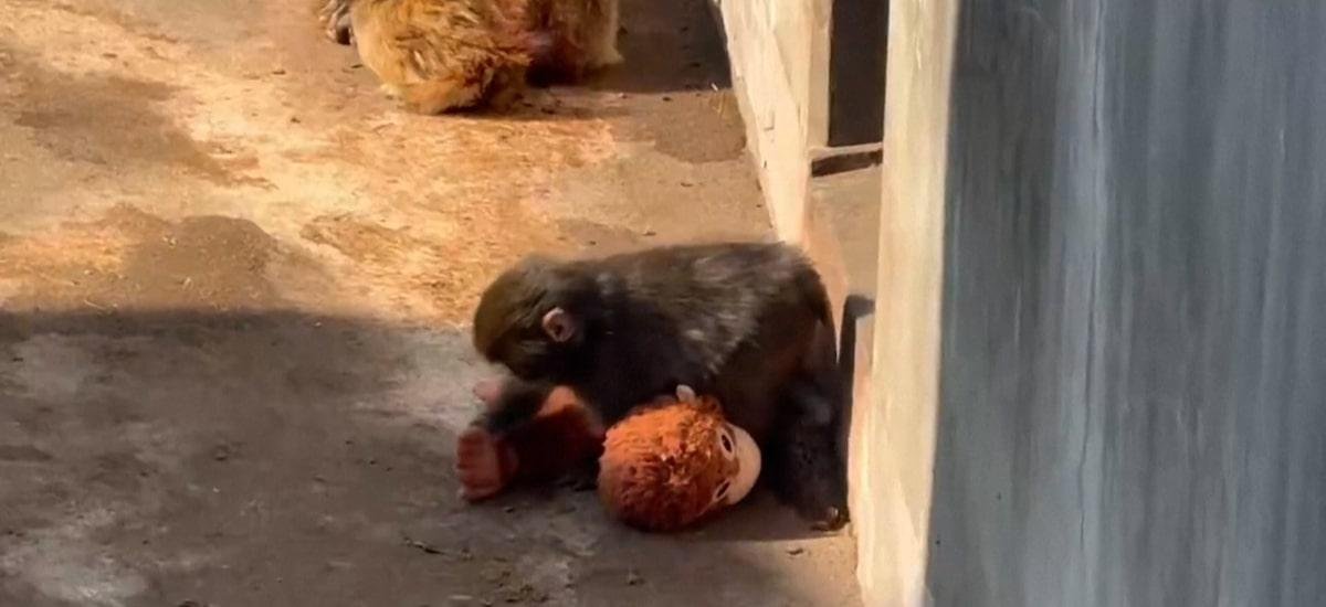 Opinião | O macaco Punch e a psiquiatria