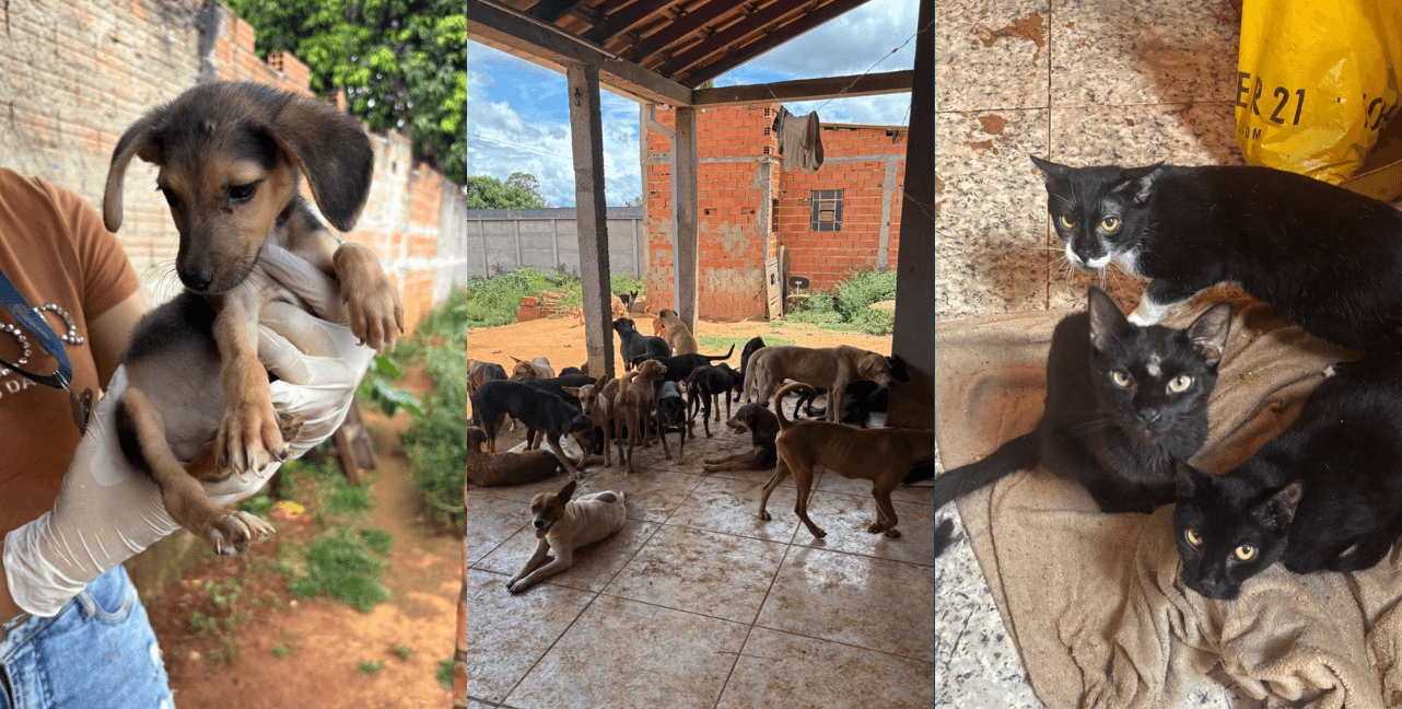 'Falsos protetores' de animais são presos por golpes e maus-tratos