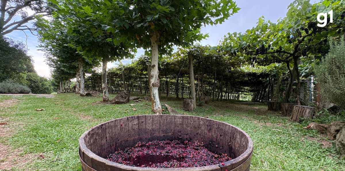 Vindima em Gramado: recorde de safra e atrações nos parreirais | G1