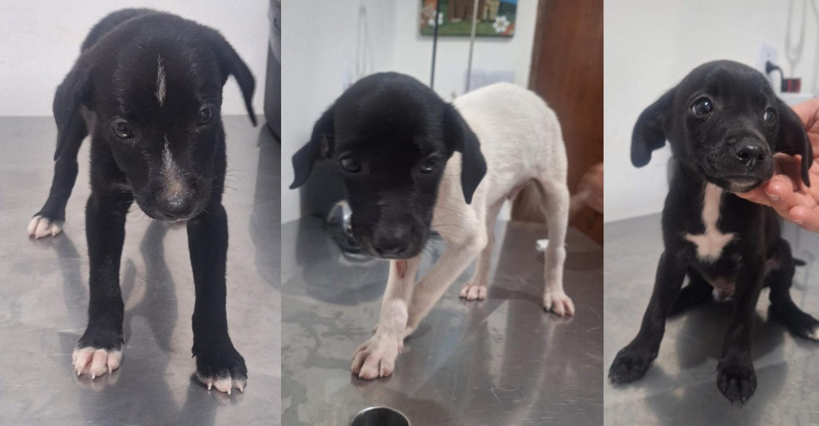 Filhotes de cachorro abandonados são resgatados em Itapetininga | G1
