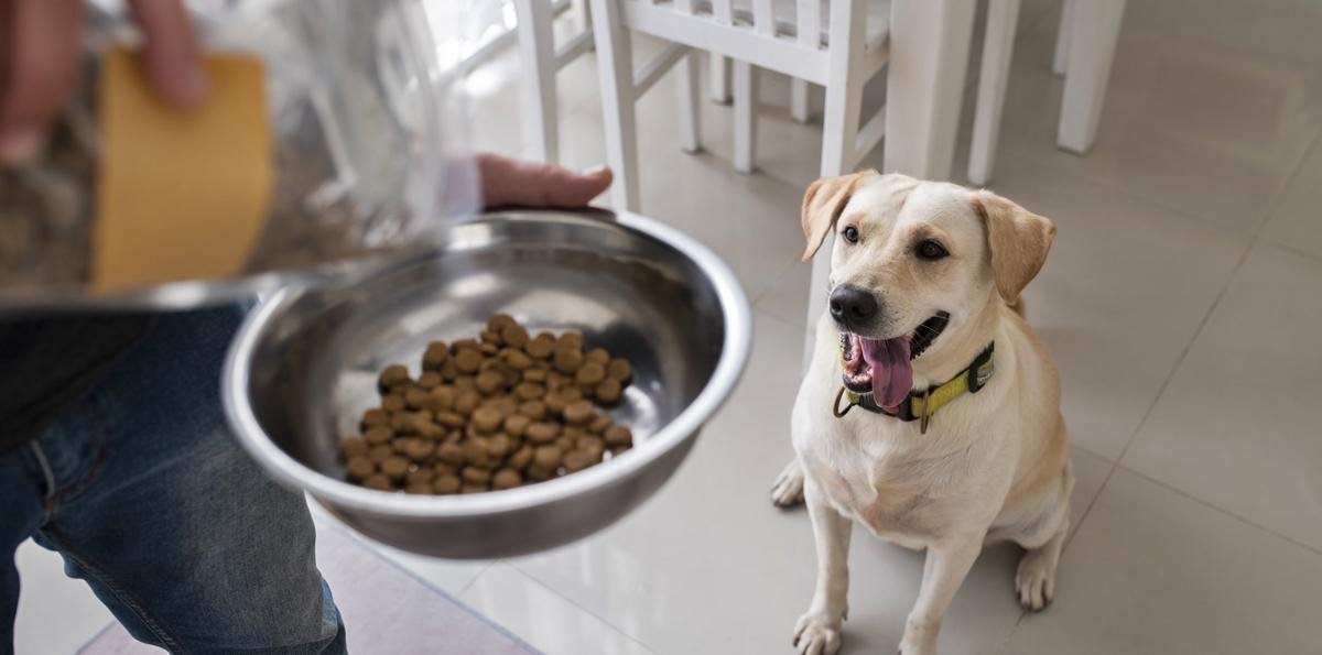 Qualidade da ração impacta a saúde e longevidade dos pets, diz expert