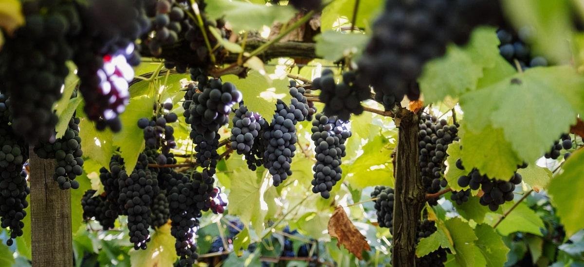 Aurora colherá este ano maior safra de uva desde 2021