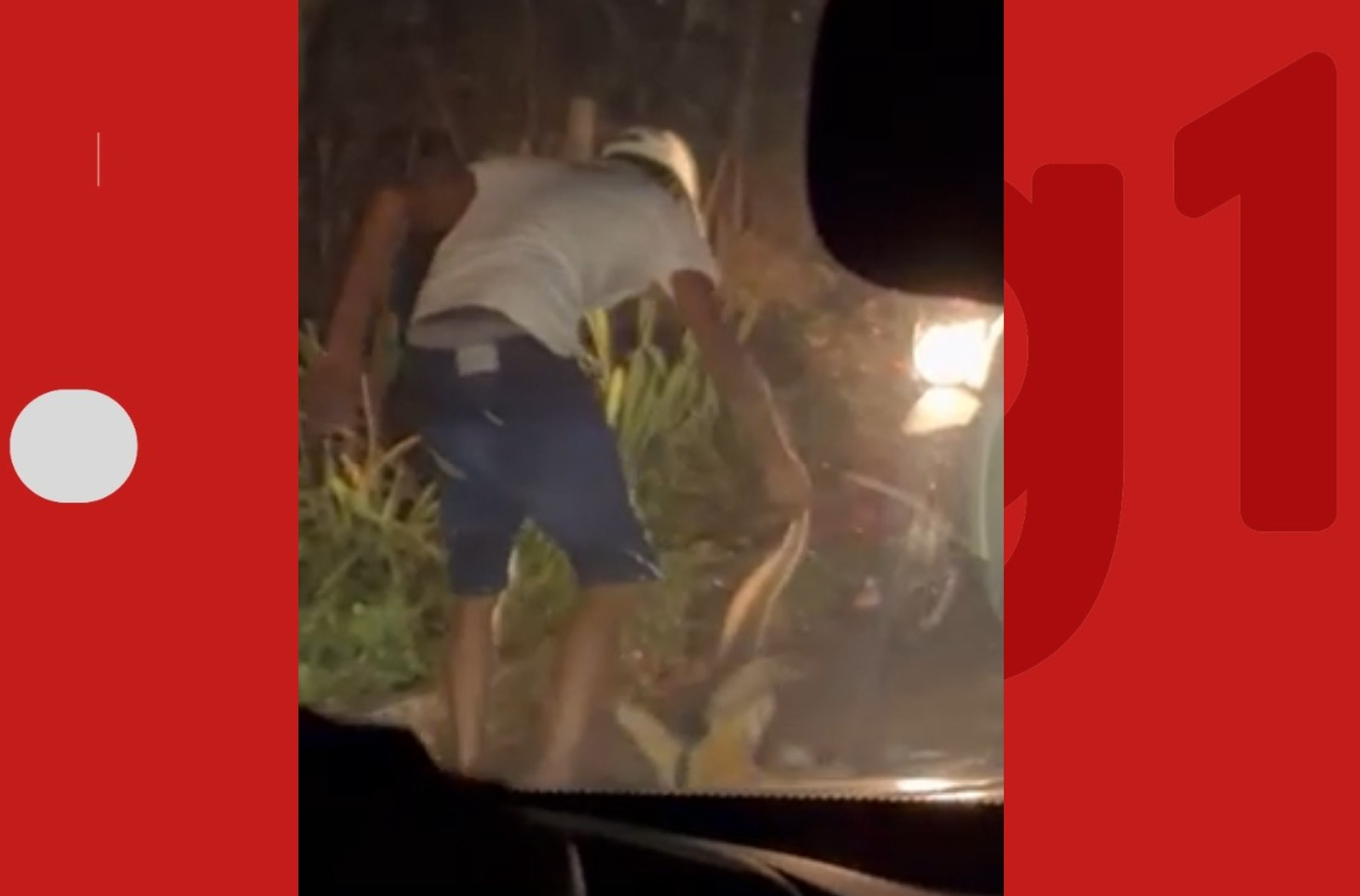 VÍDEO: Tamanduá-bandeira morre após agressão no extremo sul da Bahia | G1