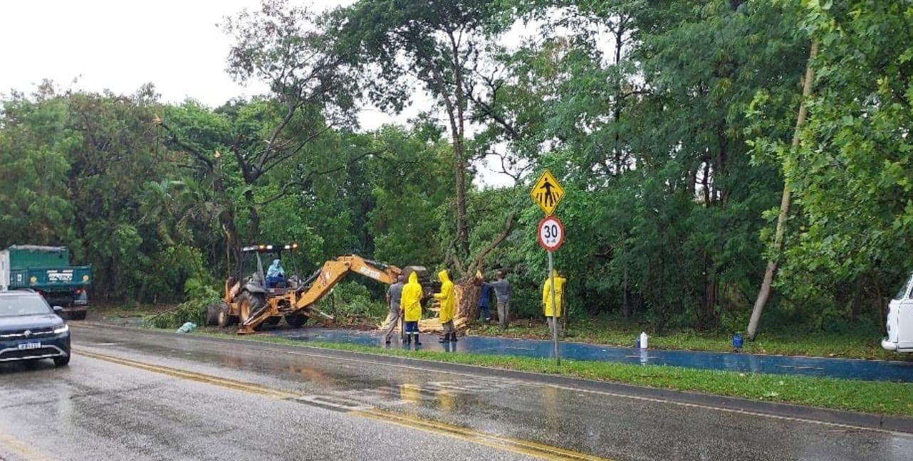 Chuva em Sorocaba: queda de árvores são registradas