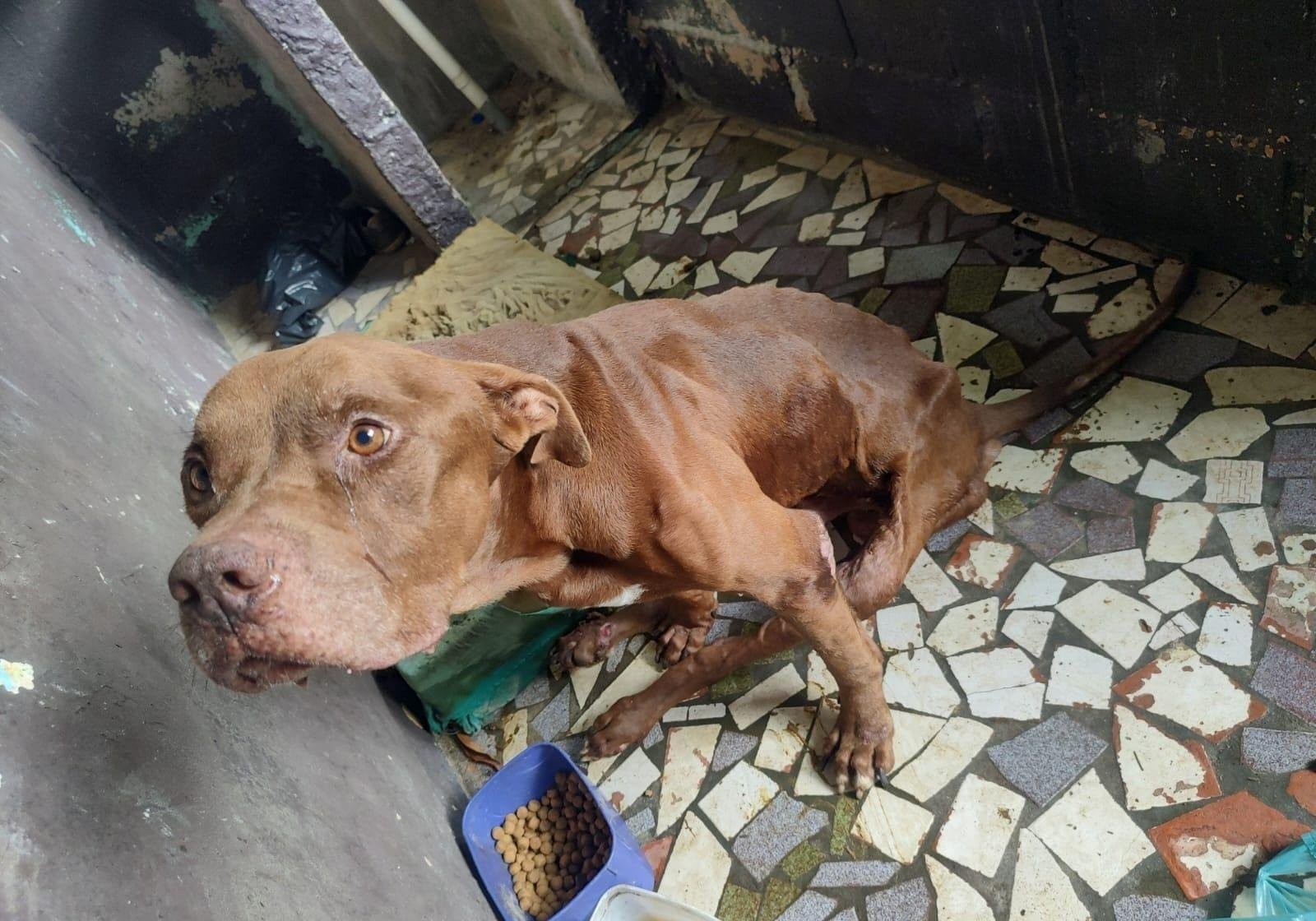 Homem é preso por maus-tratos a pitbull em Caraguatatuba