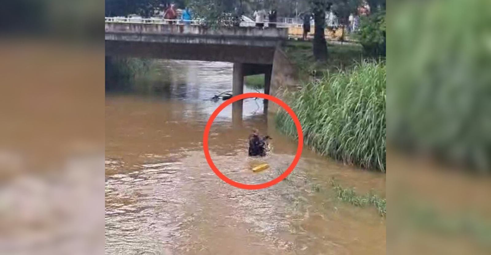 Resgate de cão em rio em Itaúna: Bombeiros salvam animal em MG | G1