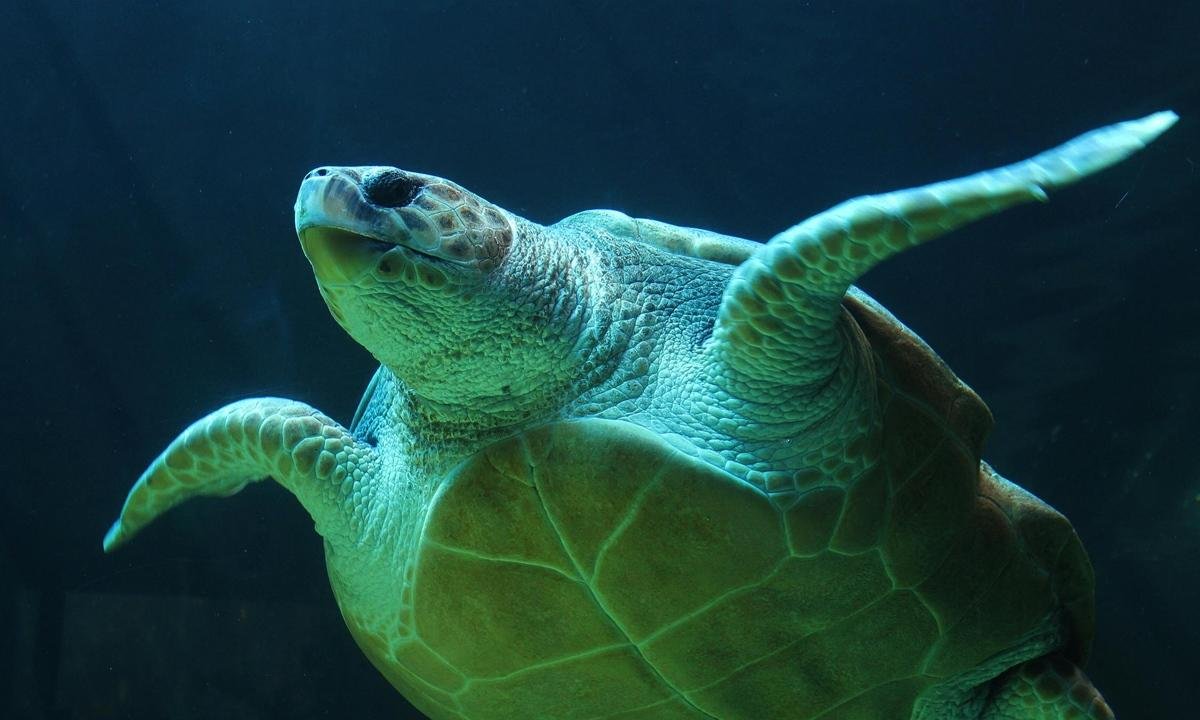 Tartarugas em risco de extinção são vistas em lagoa no Rio de Janeiro
