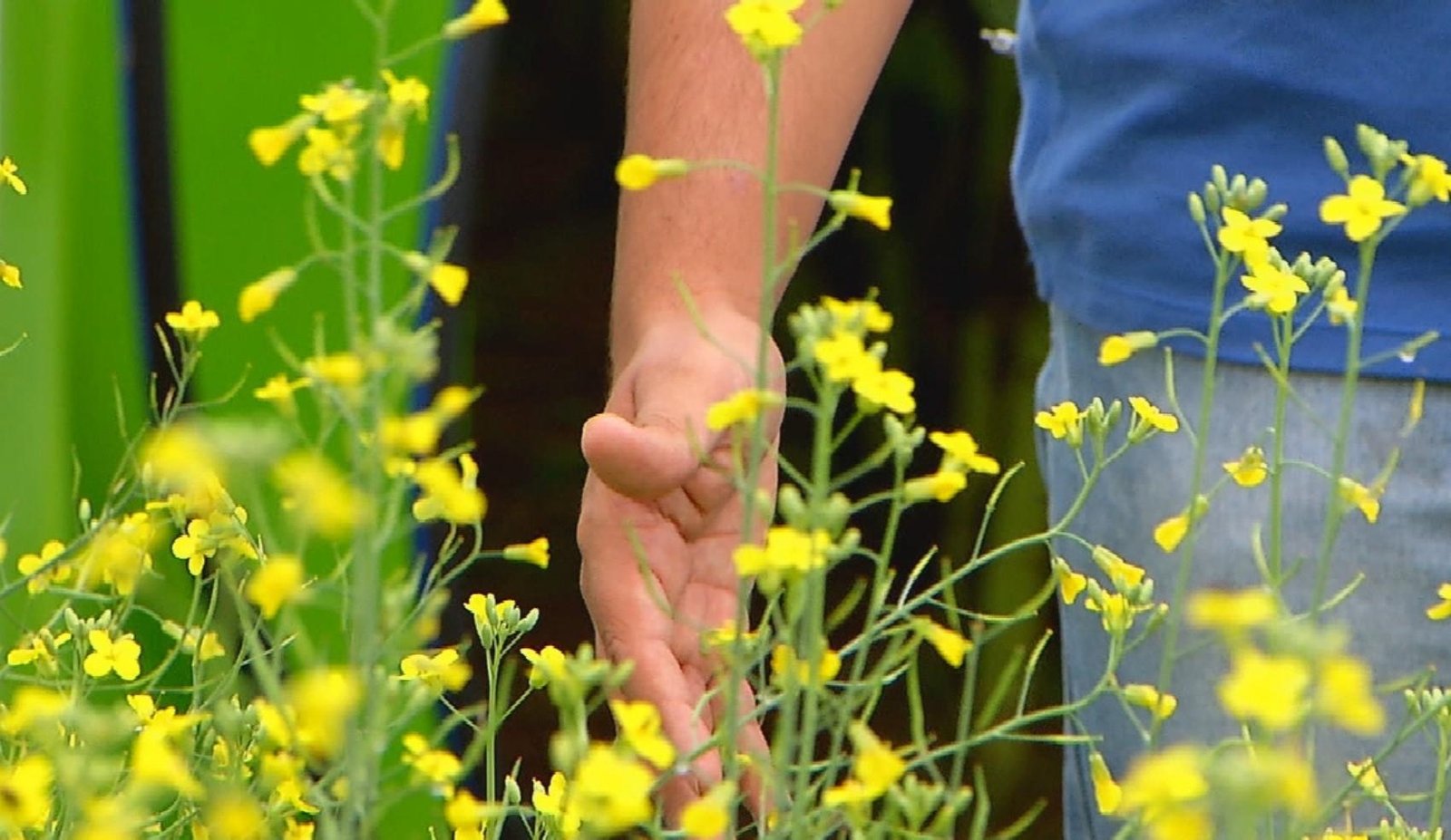 Carinata, planta que produz óleo para combustível de avião vira aposta | G1