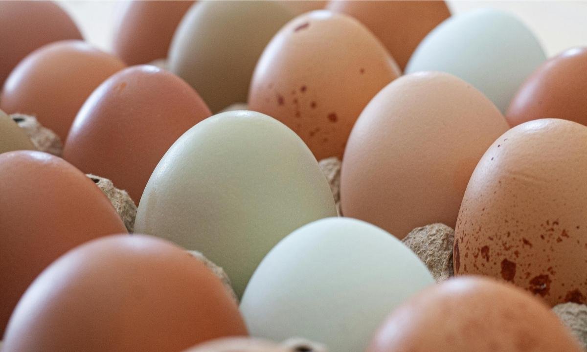 Diferenças entre ovo tradicional e caipira: saiba qual é o melhor