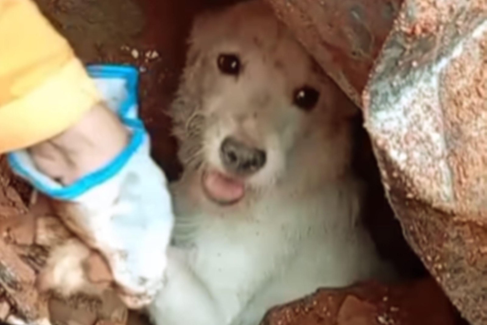 Toda vida importa: os emocionantes resgates de pets na tragédia em MG