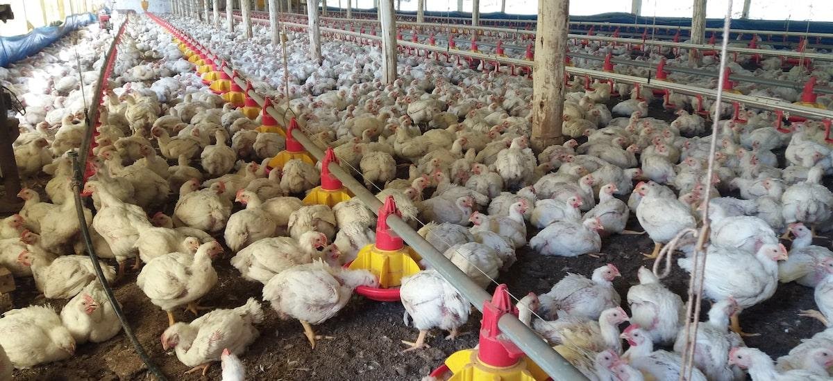 Canadá reabre mercado para frango do Brasil e restrições à carne do País chegam ao fim