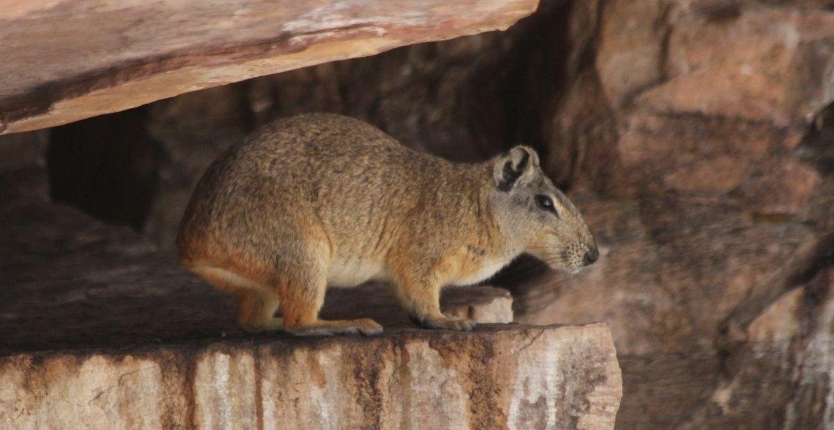 Roedor 'alpinista' do Nordeste é 100% brasileiro: conheça o mocó | G1