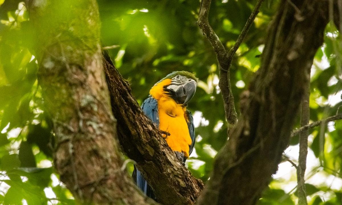 Médico veterinário explica como é a adoção legal de animais silvestres