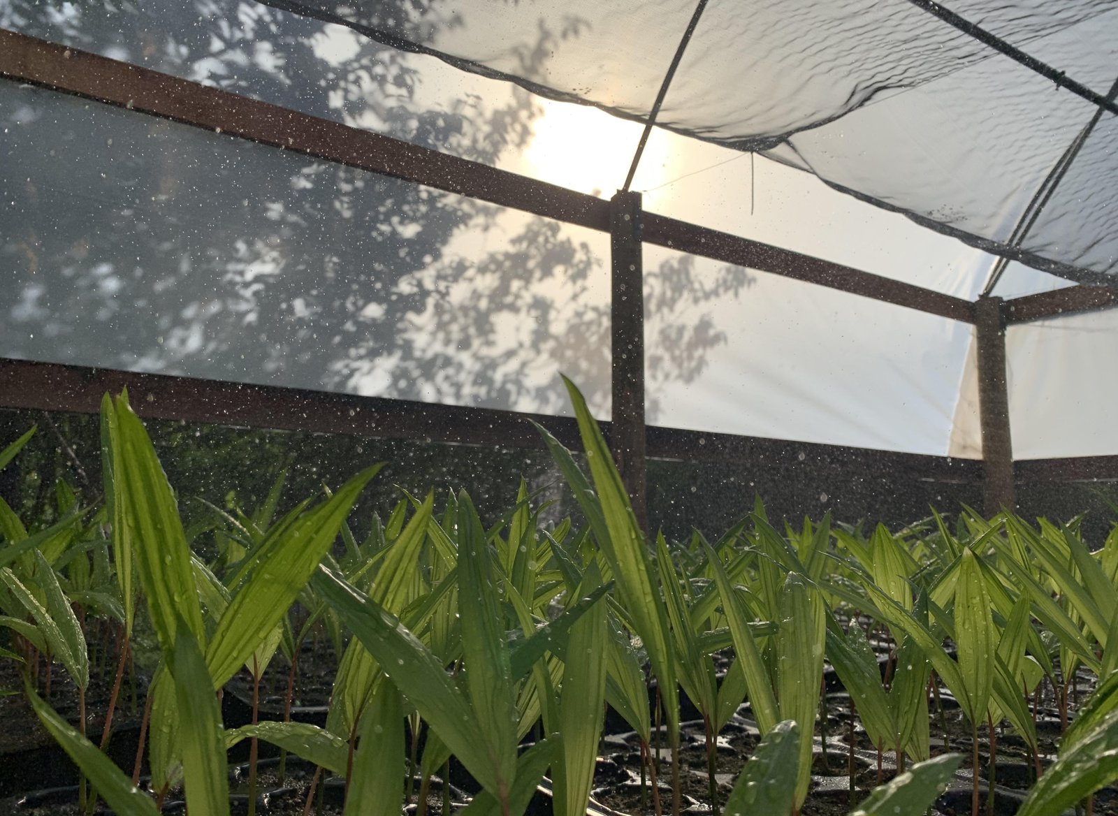 Comunidades do Marajó fazem mutirões para reflorestar áreas atingidas | G1