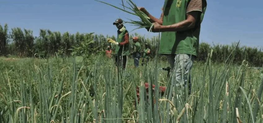 Lula lança Plano Safra com R$ 97,3 bi para agricultura familiar