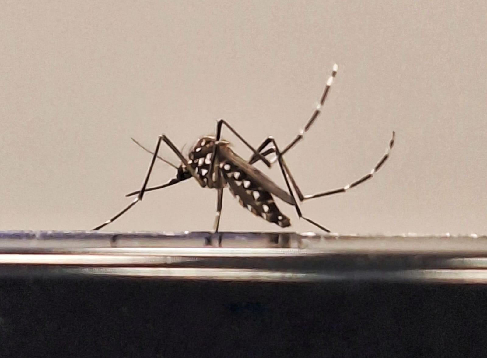 Dengue é a arbovirose com mais casos confirmados no AM em 2026 | G1