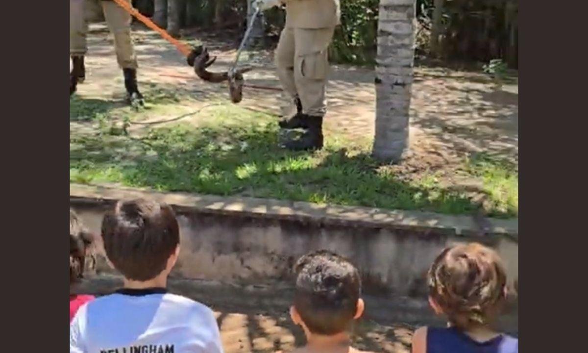 Crianças acompanham resgate de jiboia e divertem bombeiros em MS | G1