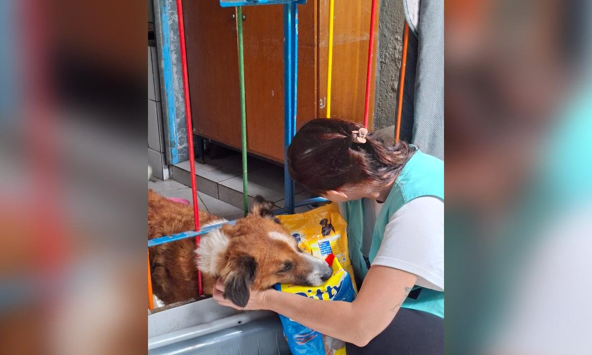 Chuvas em Minas: 35 pets foram resgatados em Juiz de Fora