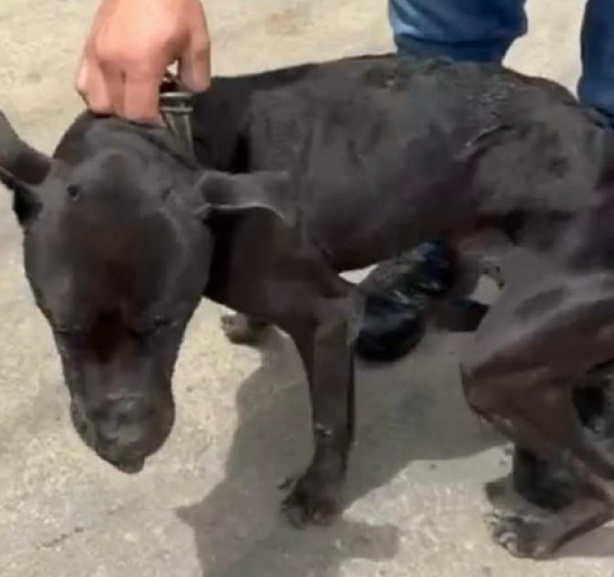 Homem é preso após tentar matar cão a pauladas em Juiz de Fora | G1