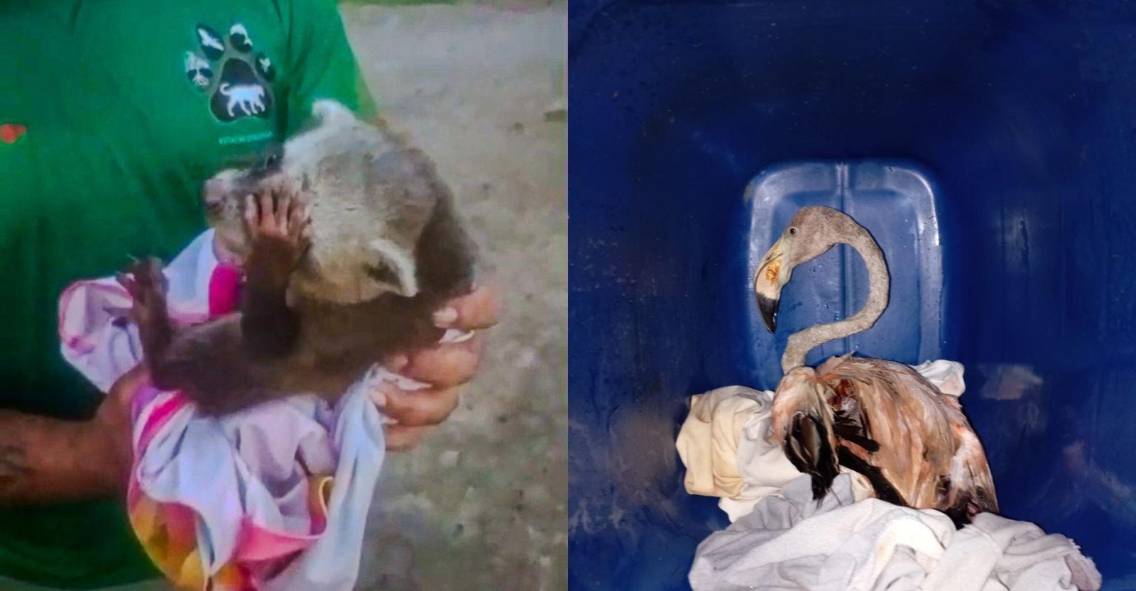 Guaxinim filhote e flamingo debilitado recebem cuidados após resgate | G1