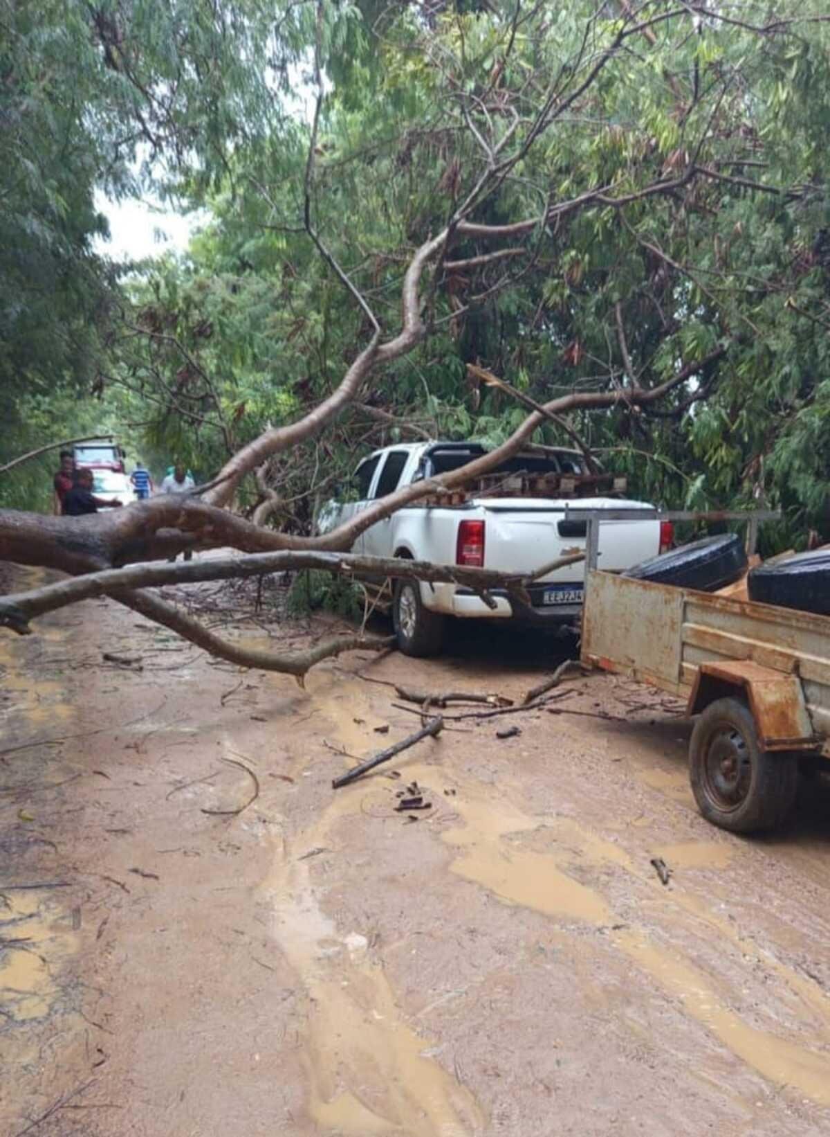 Rosário com Frei Gilson, queda de árvore sobre caminhonete e homem encontrado morto por amigo; veja as notícias mais lidas da semana | G1