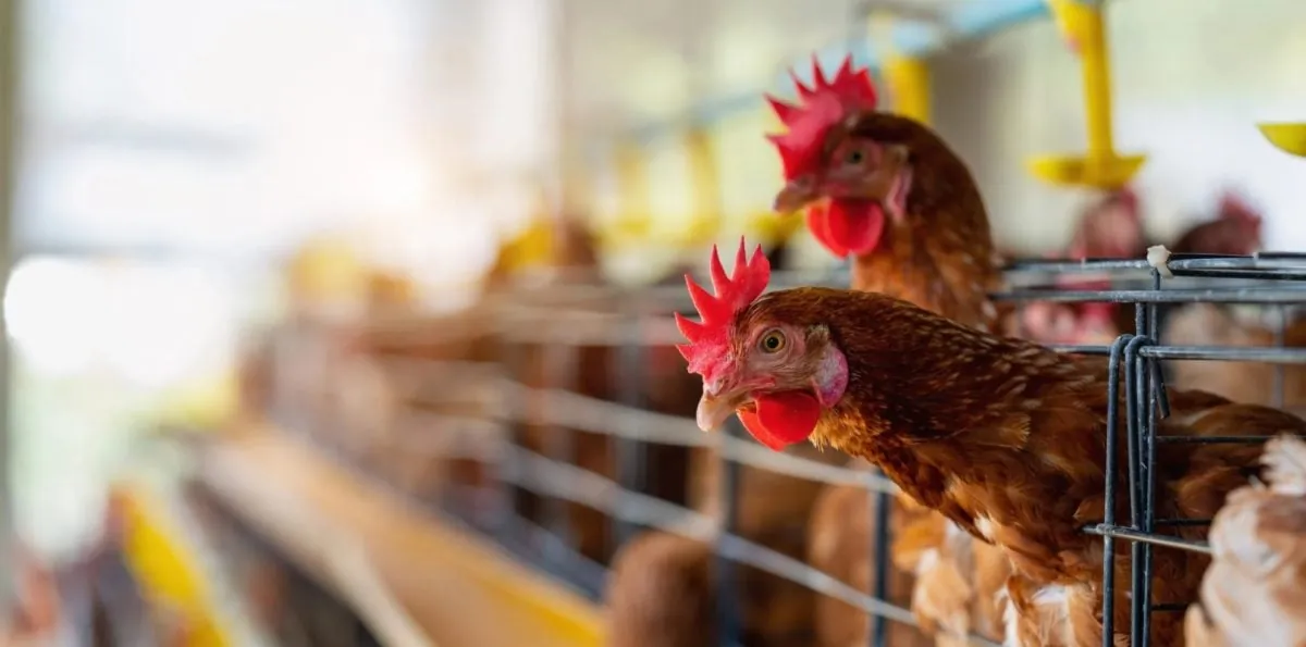Após México, China e Chile restringem importações de frango brasileiro