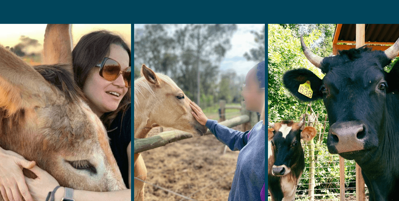 Terapia com animais resgatados beneficia mais de 660 jovens em Itu