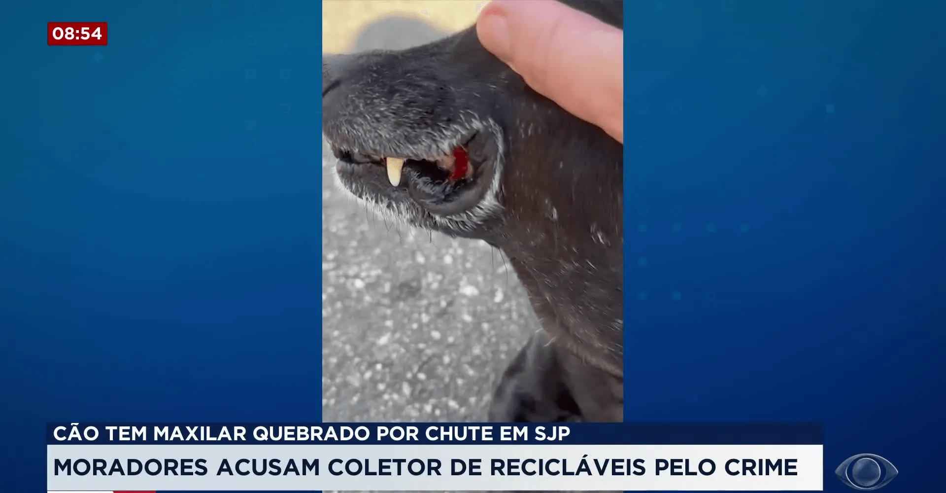 Coletor de lixo chuta cachorro em São José dos Pinhais; animal se fere