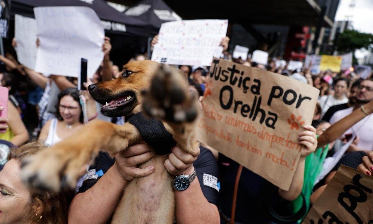 Cão Orelha: manifestantes lotam avenida Paulista e pedem por justiça