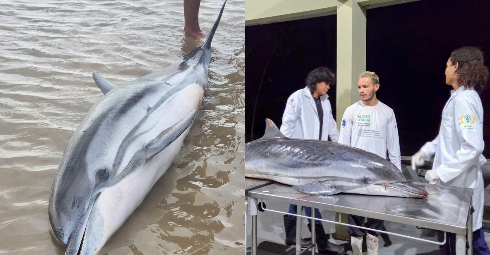 Golfinho-listrado é encontrado morto em praia de Mosqueiro, em Belém | G1