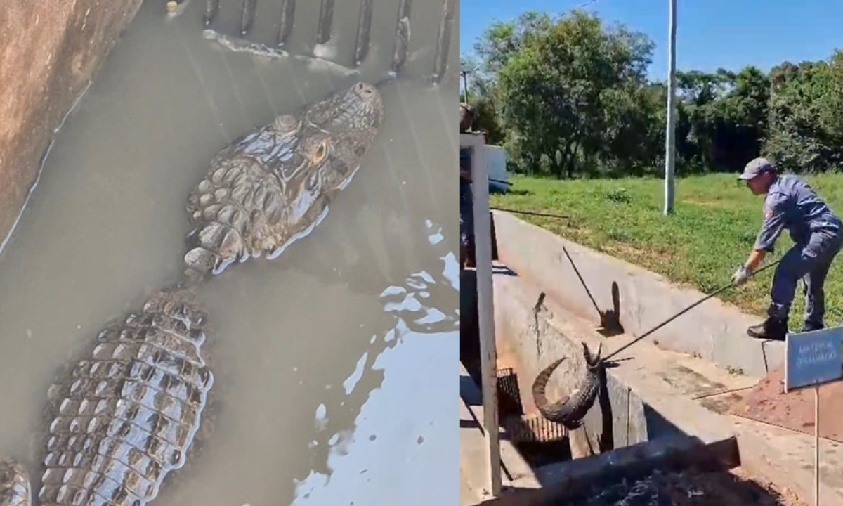 Jacaré preso em encanamento de esgoto mobiliza resgate em Salmourão | G1