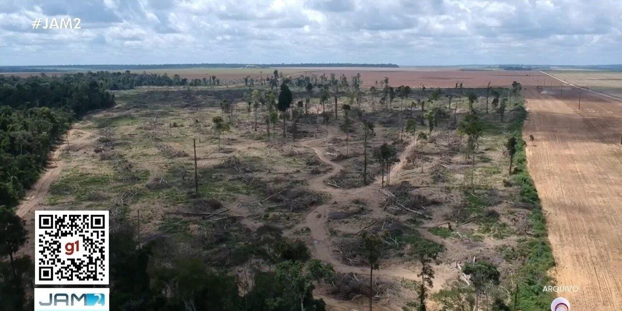 AM segue entre estados que mais desmatam, apesar da queda na Amazônia | G1