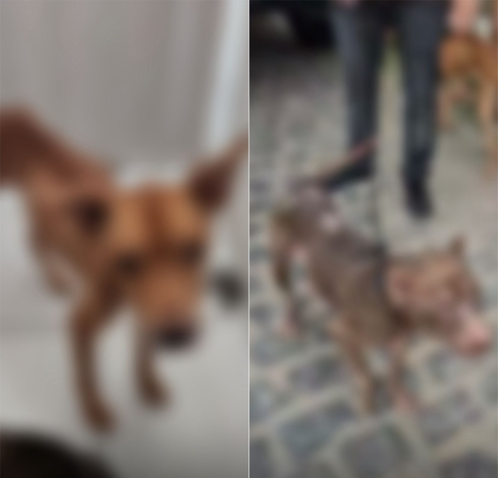Pitbulls em situação de maus-tratos são resgatados de casa em Natal | G1