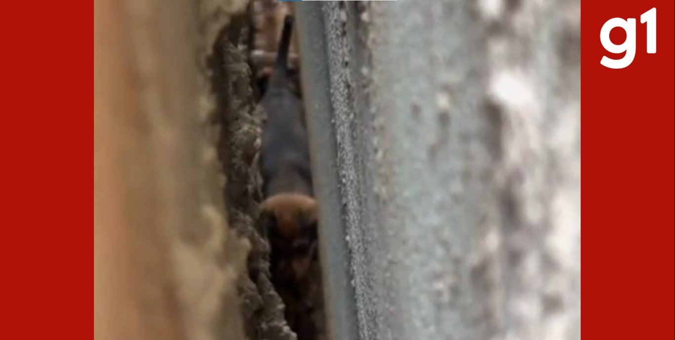 Filhotes são resgatados após ficarem presos entre paredes em MT | G1