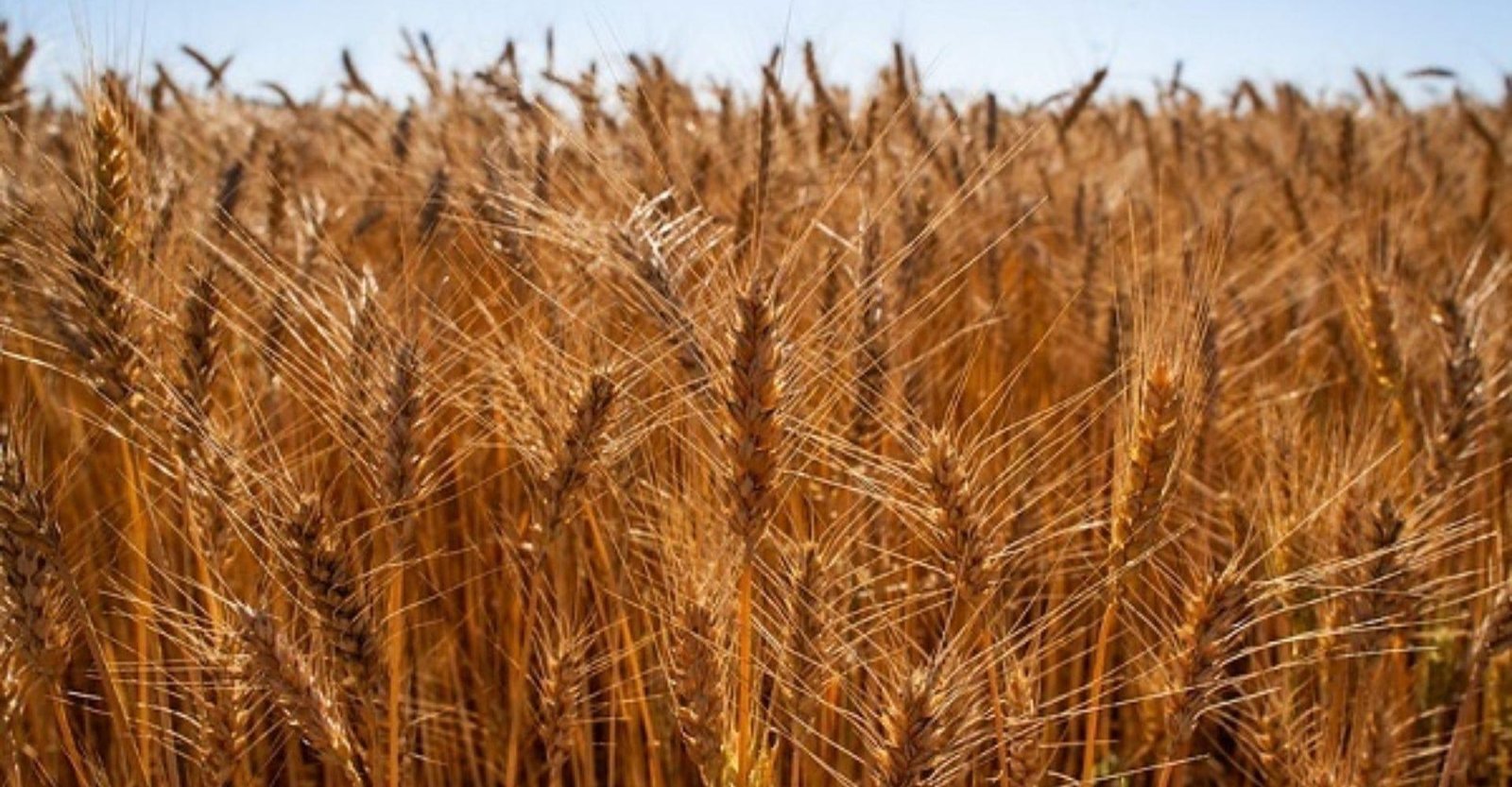 Preço do trigo diverge entre estados brasileiros em fevereiro, diz Cepea